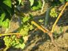 Brenley Vineyard