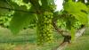 Brynne Vineyard