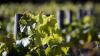Croft Castle Vineyard
