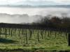 Coombe Head Meadow Vineyard