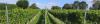 English Oak Vineyard