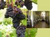 Penarth Vineyard