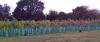 Forest Edge Vineyard