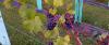 Forest Edge Vineyard
