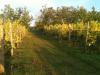 Giffords Hall Vineyard