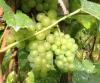 Hendred Vineyard