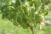 Hooperhayne Vineyard