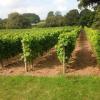 Langot Valley Vineyard