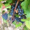 Langot Valley Vineyard