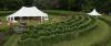 Cottonworth Vineyard