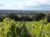 Maud Heath Vineyard