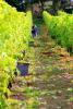 Mersea Island Vineyard