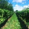 Parvills Vineyard Parvills Vineyard