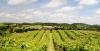 Penarth Vineyard