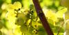 Stopham Vineyard