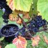Quoins Organic Vineyard