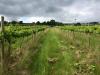 Silverton Vineyard