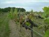 South Pickenham Estate Vineyard