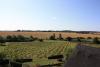 Thelnetham Vineyard (Suffolk Wine Co)