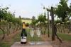 Thelnetham Vineyard (Suffolk Wine Co)