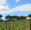 Velfrey Vineyard