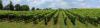Steeple Court Farm Vineyard