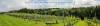 Venn Valley Vineyard