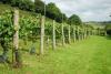 Quance Wines Summermoor Vineyard