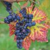 Winner Hill Vineyard