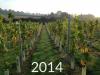 Winding Wood Vineyard