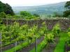 Bolton Castle Vineyard
