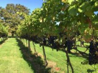 Lincoln Field Vineyard